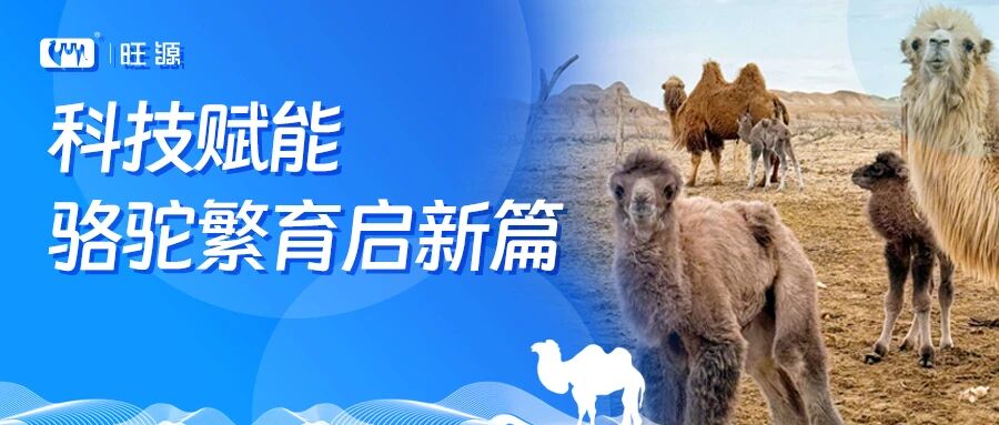 重大突破丨旺源成功攻克骆驼产业关键技术难题，实现骆驼四年三产！